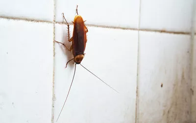 Do Cockroaches Like the Summer Heat? - Loyal Termite & Pest Control -  Serving Richmond VA
