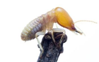What eastern subterranean termites look like in Eastern & Central Virginia - Loyal Termite & Pest Control