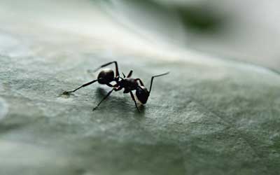 An ant on a plant in Richmond VA - Loyal Termite & Pest Control