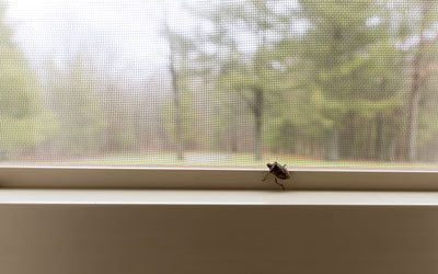 Stink bugs are a common invader pest in Virginia - Loyal Termite & Pest Control