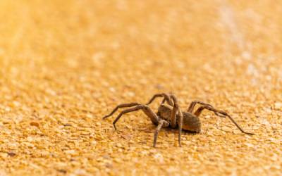 What brown recluse spiders look like in Eastern & Central Virginia - Loyal Termite & Pest Control
