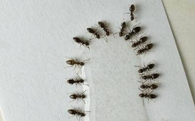 Ants gathering by pooling water in Eastern & Central Virginia - Loyal Termite & Pest Control