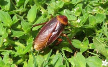 An American cockroach in Virginia - Loyal Termite & Pest Control