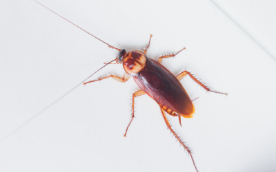 Cockroaches are a hidden danger inside Henrico VA homes - Loyal Termite & Pest Control