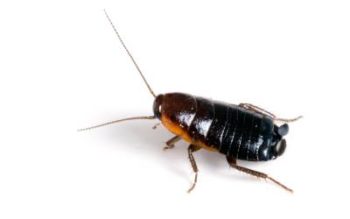 What oriental cockroaches look like in Eastern & Central VA - Loyal Termite & Pest Control