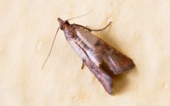 What adult Indian meal moths look like in Eastern & Central VA - Loyal Termite & Pest Control