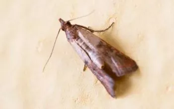 Beware the Pantry Moth, You'll Never Completely Get Rid of Them