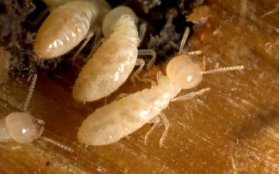 Eastern subterranean termites found in Eastern & Central Virginia - Loyal Termite & Pest Control