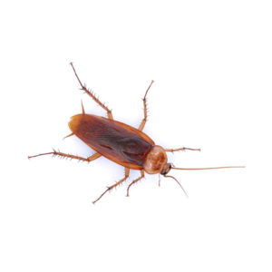 American cockroach identification and information in Central and Eastern Virginia - Loyal Termite & Pest Control