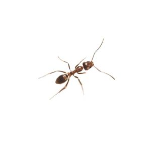Argentine Ant Identification, Habits & Behavior from Loyal Pest Control