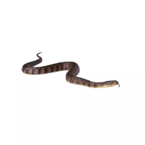 Banded Water Snake