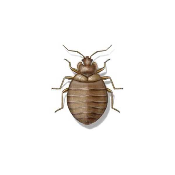 Bed Bug