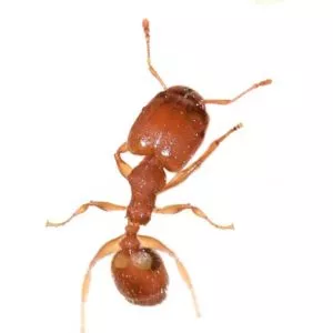 Big Headed Ant Identification, Habits & Behavior from Loyal Pest Control