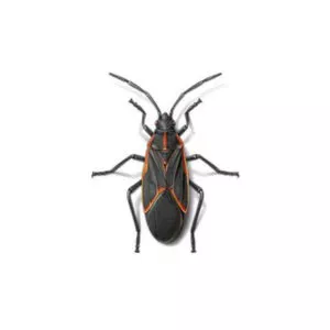 boxelder bugs in Central and Eastern Virginia