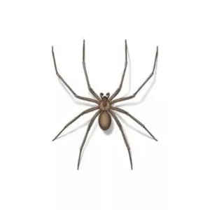 recluse spiders