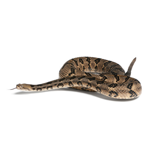 canebrake rattlesnakes in Central and Eastern Virginia