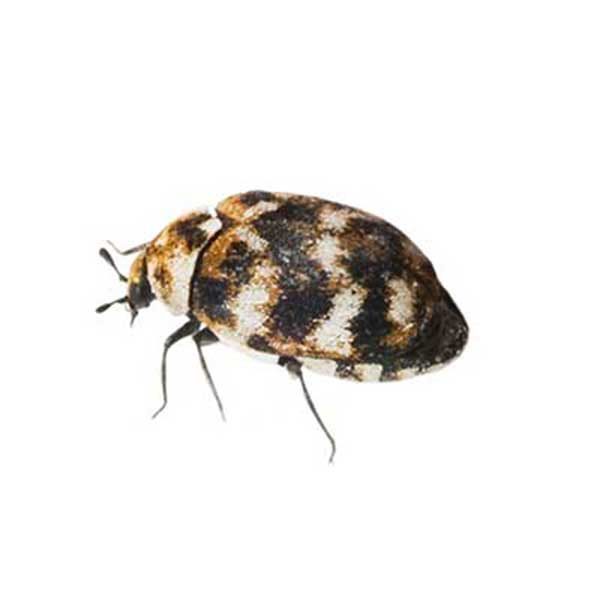 varied carpet beetles in Central and Eastern Virginia