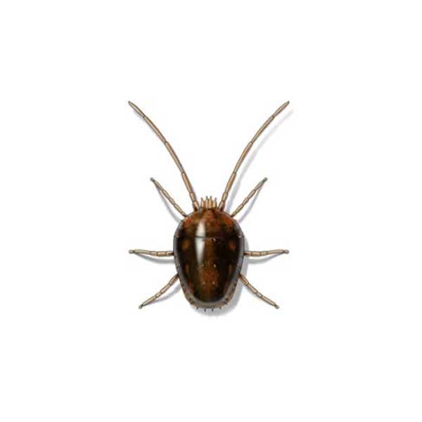 Clover Mites