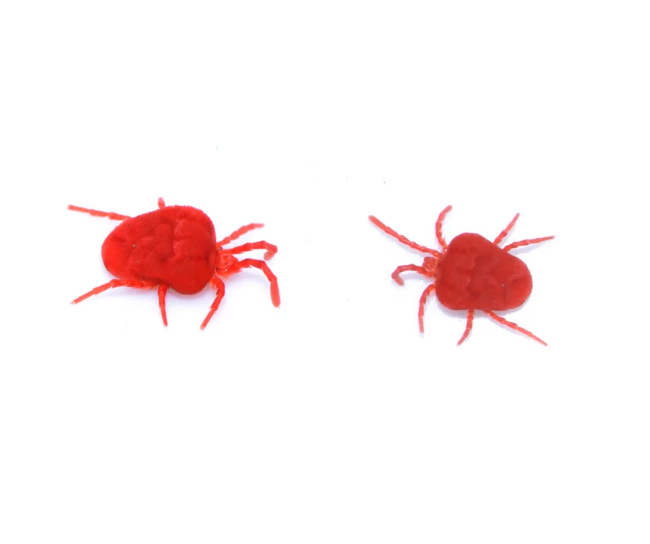 Clover Mite Identification Clover Mites in Central and Eastern