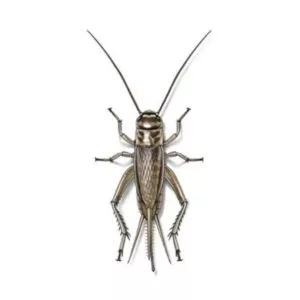 house crickets in Central and Eastern Virginia