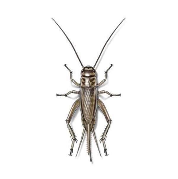 house crickets in Central and Eastern Virginia