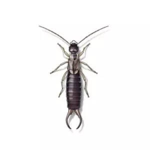 earwigs in Central and Eastern Virginia