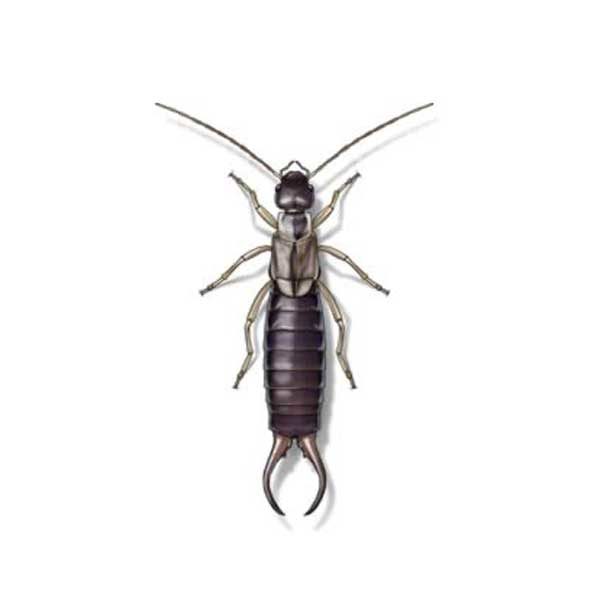 earwigs in Central and Eastern Virginia