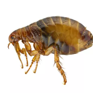 fleas in Central and Eastern Virginia
