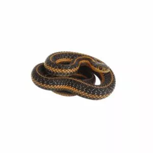 common garter snakes in Central and Eastern Virginia