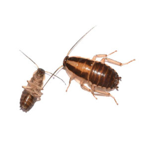 German cockroach identification and information in Central and Eastern Virginia - Loyal Termite & Pest Control