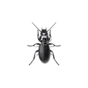 ground beetles in Central and Eastern Virginia