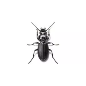 ground beetles in Central and Eastern Virginia