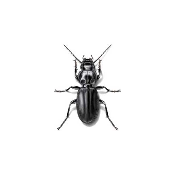 ground beetles in Central and Eastern Virginia