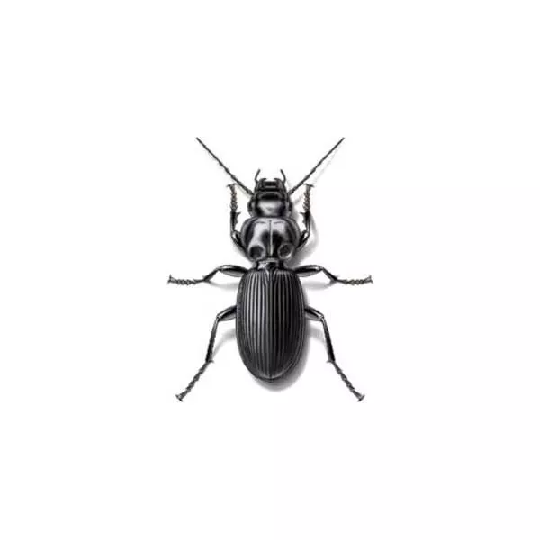 ground beetles in Central and Eastern Virginia