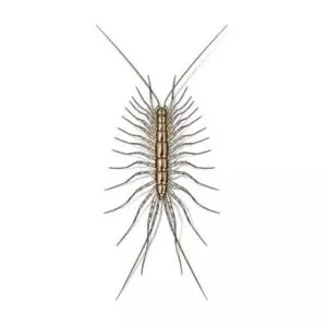 house centipedes in Central and Eastern Virginia