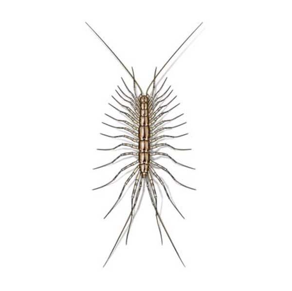 house centipedes in Central and Eastern Virginia