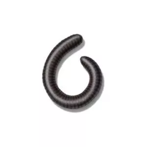 Millipede