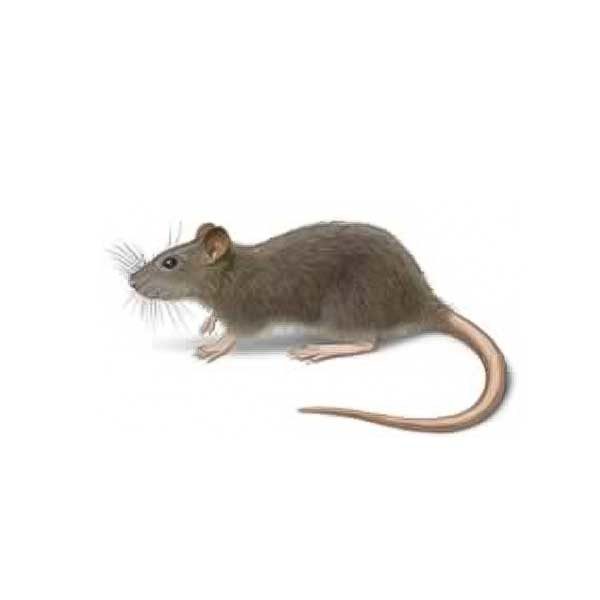 Norway rat identification and habitat - Loyal Termite & Pest Control