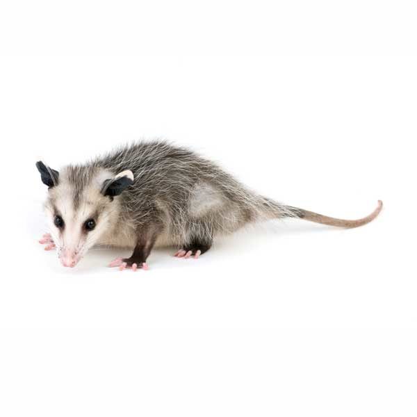 Opossum Nuisance Wildlife Control