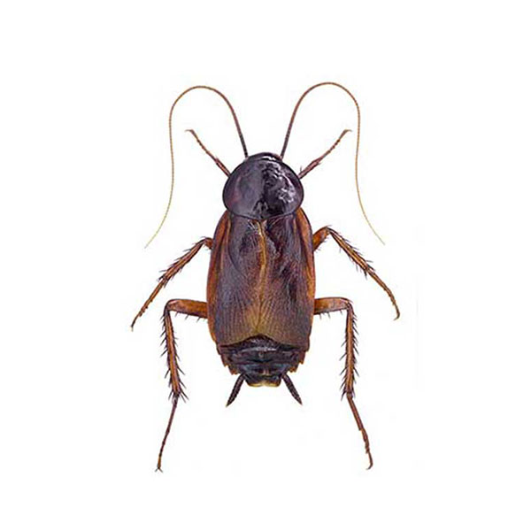 Oriental cockroach identification and information in Virginia - Loyal Termite & Pest Control