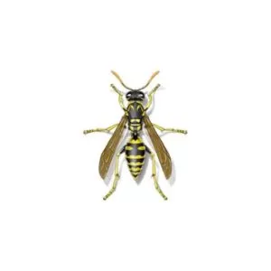 Bees, Wasps & Hornets