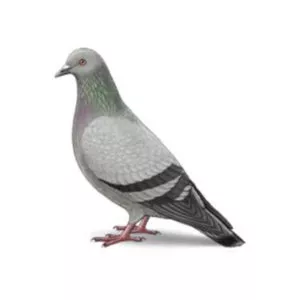 pigeon