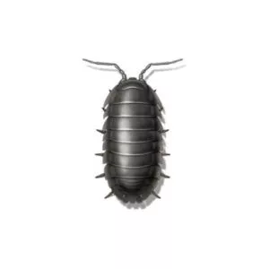Pillbug