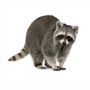 raccoons in Central and Eastern Virginia