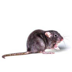 Roof rat identification and information in Henrico VA - Loyal Pest Control & Lawn Care