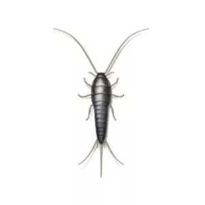 silverfish in Central and Eastern Virginia