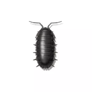 Sowbug