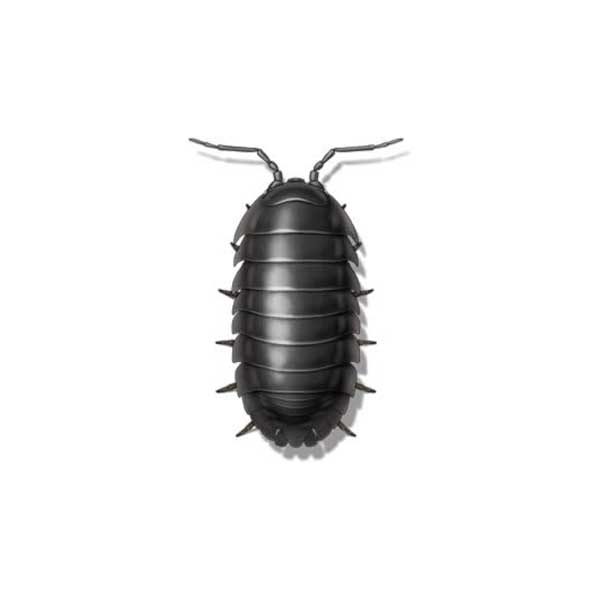 Sowbug