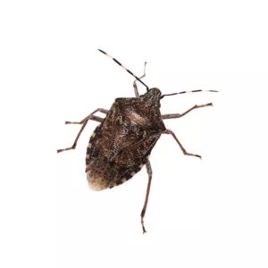 stink bugs in Central and Eastern Virginia