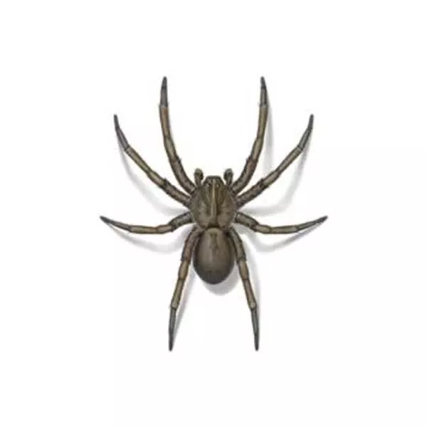 Are Wolf Spiders Dangerous? - Insectek Pest Solutions